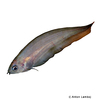 Xenomystus nigri African Knifefish