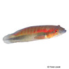 Lugubria johanna Red-finned Pike Cichlid