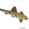 Rineloricaria beni Whiptail Catfish