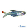 Trochilocharax ornatus Hummingbird Tetra