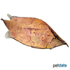 Monocirrhus polyacanthus Amazon Leaffish