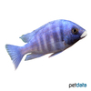 Placidochromis phenochilus 'Mdoka' Phenochilus 'White Lips'
