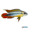 Apistogramma agassizii 'Double Red' Agassiz's Dwarf Cichlid Double Red