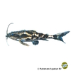 Megalodoras uranoscopus Giant Talking Catfish