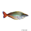Chilatherina bleheri Bleher's Rainbowfish