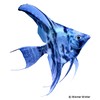 Pterophyllum scalare var. Marble Blue Angelfish