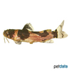 Microglanis poecilus Dwarf Marbled Catfish