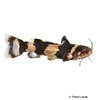 Microglanis iheringi South American Bumblebee Catfish
