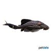 Panaque nigrolineatus Royal Pleco