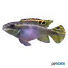 Pelvicachromis pulcher Rainbow Krib