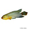 Pelvicachromis subocellatus 'Matadi' Ocellated Kribensis Matadi