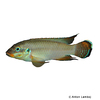 Pelvicachromis drachenfelsi Wouri Striped Kribensis