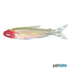 Petitella georgiae False Rummy-nose Tetra