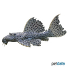 Pseudacanthicus spinosus Spiny Monster Pleco