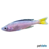 Cyprichromis leptosoma 'Mpulungu' Sardine Cichlid Mupulungu
