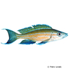 Paracyprichromis nigripinnis 'Chituta' Blue Neon Cichlid Chituta