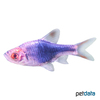 Trigonostigma heteromorpha 'Blue' Harlequin Rasbora Blue