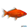 Carassius auratus Goldfish