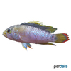 Apistogramma baenschi Inca Dwarf Cichlid