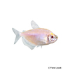 Gymnocorymbus ternetzi 'Albino' Black Skirt Tetra Albino