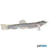 Cobitis taenia Spined Loach
