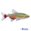 Aphyocharax rathbuni Fire Green Tetra