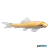 Gyrinocheilus aymonieri 'Gold' Siamese Algae Eater Gold