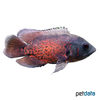 Astronotus ocellatus 'Red Marble' Red Marble Oscar