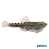 Sewellia breviventralis Butterfly Loach