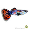 Poecilia reticulata var. Guppy Blue Spotted Tail
