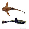 Bunocephalus coracoideus Banjo Catfish