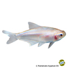Nematobrycon palmeri 'White' Emperor Tetra White