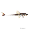 Rineloricaria microlepidogaster Whiptail Catfish