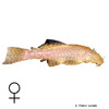 Ancistrus cf. cirrhosus 'Albino' Albino Bristlenose Catfish