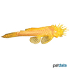 Ancistrus cf. cirrhosus 'Albino Gold' Golden Albino Bristlenose Catfish