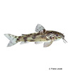 Aspidoras rochai Loach Catfish