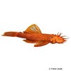 Ancistrus cf. cirrhosus 'Super Red' Super Red Bristlenose Catfish