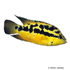 Trichromis salvini Tricolour Cichlid