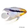 Mesonauta insignis Orinoco Flag Cichlid