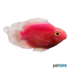 Cichlidae sp. 'Red Parrot' Red Parrot Cichlid