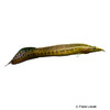 Macrognathus aculeatus Lesser Spiny Eel
