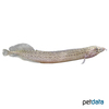 Macrognathus pancalus Barred Spiny Eel