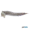 Macrognathus siamensis Spotfin Spiny Eel