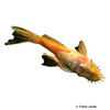 Ancistrus cf. cirrhosus 'Albino Longfin' Albino Longfin Bristlenose Catfish