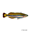 Bedotia madagascariensis Madagascar Rainbowfish