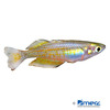 Melanotaenia parkinsoni Parkinson's Rainbowfish