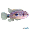 Anomalochromis thomasi African Butterfly Cichlid