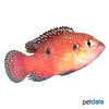 Rubricatochromis bimaculatus Jewel Cichlid