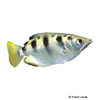 Toxotes chatareus Spotted Archerfish