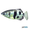 Toxotes jaculatrix Banded Archerfish